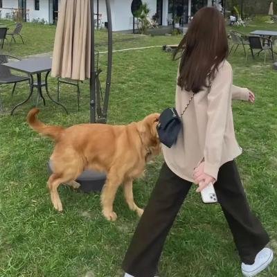 丛林圣诞节